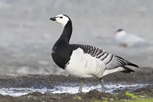 Geese Prints: Barnacle Goose
