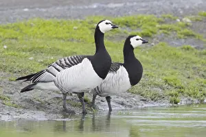 Geese Prints: Barnacle Goose