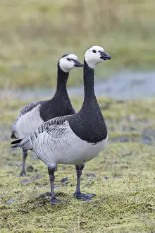 Geese Prints: Barnacle Goose