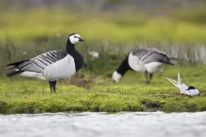 Geese Prints: Barnacle Goose