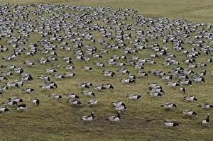 2004 Prints: Barnacle Goose, Brandgans, Branta leucopsis