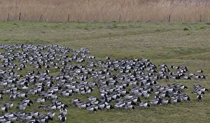 2004 Prints: Barnacle Goose, Brandgans, Branta leucopsis