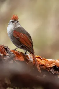 Images Dated 6th December 2009: Baron's Spinetail