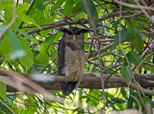 Images Dated 9th February 2020: Barred Eagle-Owl, Ketupa sumatrana