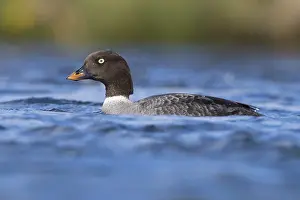 Quattrocchi Dislanda Prints: Barrow's Goldeneye
