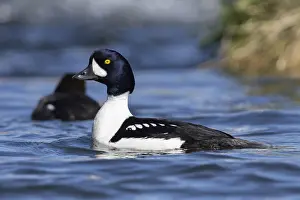 2022 Prints: Barrow's Goldeneye, Bucephala islandica