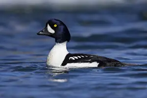 2022 Prints: Barrow's Goldeneye, Bucephala islandica