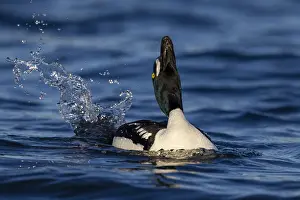 2022 Prints: Barrow's Goldeneye, Bucephala islandica