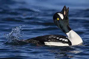 2022 Prints: Barrow's Goldeneye, Bucephala islandica