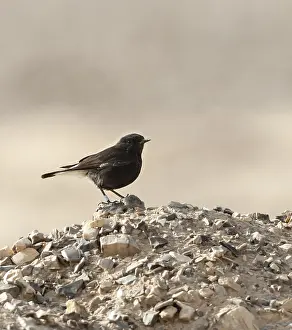Basalt Prints: Basalt Tapuit, Basalt Wheatear, Oenanthe lugens warriae