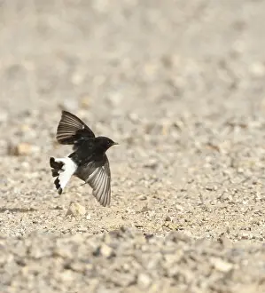 Basalt Prints: Basalt Tapuit, Basalt Wheatear, Oenanthe lugens warriae