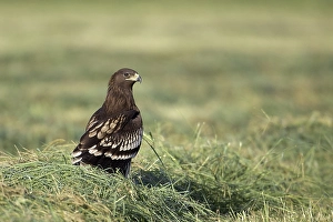 2004 Prints: Bastaardarend, Greater Spotted Eagle, Aquila clanga