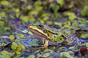 Amphibian Prints: Bastaardkikker; Edible Frog; Rana kl. esculenta