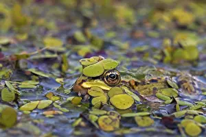 Amphibian Prints: Bastaardkikker; Edible Frog; Rana kl. esculenta