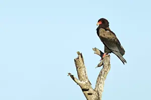 Natuurreservaat Prints: Bateleur; Terathopius ecaudatus; Bateleur Eagle