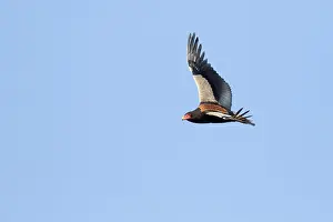Natuurreservaat Prints: Bateleur; Terathopius ecaudatus; Bateleur Eagle