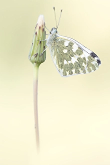 Images Dated 18th May 2023: Bath White, Pontia daplidice