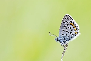 Images Dated 18th May 2023: Baton blue, Pseudophilotes baton