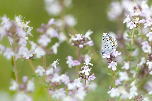 Images Dated 18th May 2023: Baton blue, Pseudophilotes baton