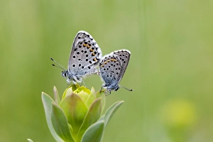 Images Dated 20th May 2023: Baton blue; Pseudophilotes baton