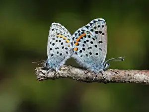 Images Dated 29th April 2017: Baton Blue Pseudophilotes baton