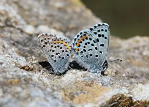 Images Dated 29th April 2017: Baton Blue Pseudophilotes baton
