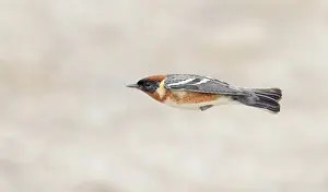 Images Dated 24th May 2023: Bay-breasted Warbler, Setophaga castanea