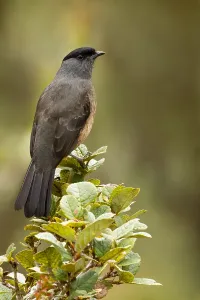 Images Dated 6th December 2009: Bay-vented Cotinga