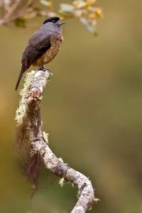 Images Dated 6th December 2009: Bay-vented Cotinga