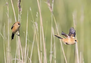 Images Dated 27th May 2023: Bearded Reedling, Panurus biarmicus