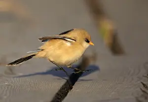 Finland Prints: Bearded Reedling, Panurus biarmicus
