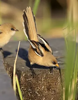 Finland Prints: Bearded Reedling, Panurus biarmicus