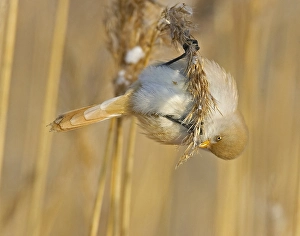 Images Dated 4th February 2006: Bearded Tit, Baardman, Panurus biarmicus