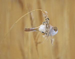Images Dated 21st November 2023: Bearded Tit, Panurus biarmicus