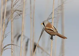 Bearded Tit, Panurus biarmicus
