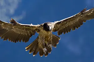 Images Dated 15th September 2008: Bearded Vulture, Lammergier, Gypaetus barbatus