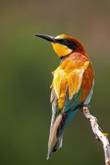 Images Dated 19th June 2021: Bee-eater; Merops apiaster