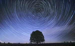 Images Dated 27th June 2020: Beech with Startrails