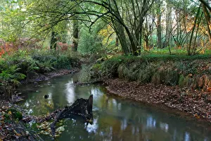 Bas Haasnoot Prints: Beek, Stream