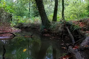 Bas Haasnoot Prints: Beek, Stream