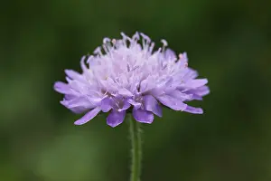 Knautia Prints: Beemdkroon