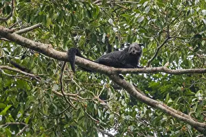 2008 Prints: Beermarter, Binturong, Arctictis binturong