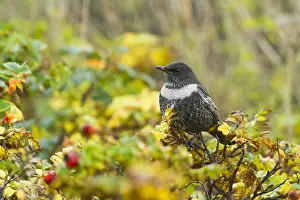 Doortrekker Prints: Beflijster, Ring Ouzel, Turdus torquatus torquatus