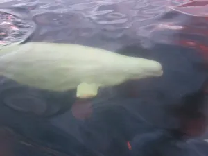 Manitoba Prints: Beluga