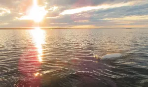 Manitoba Prints: Beluga