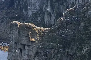 Images Dated 9th August 2009: Bempton Cliffs