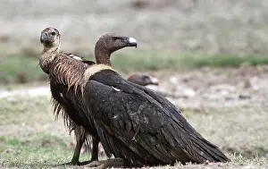 Images Dated 18th June 2014: Bengaalse gier, Indian White-rumped Vulture, Gyps bengalensis