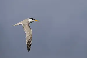 2013 Prints: Bengaalse Stern, Lesser Crested Tern, Thalasseus bengalensis ssp. bengalensis