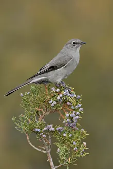 Images Dated 13th December 2008: Bergsolitaire, Townsend's Solitaire, Myadestes townsendi