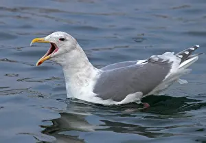 Images Dated 17th February 2006: Beringmeeuw, Glaucous-winged Gull, Larus glaucescens